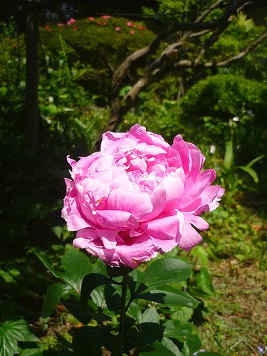 六日目　 「無垢なる風景－別府から代官山へ」　　　ブログの世界☆.。†_a0053662_194123.jpg