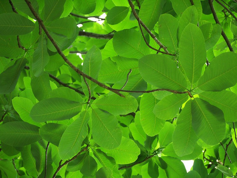 四季の森公園（５月２７日）_c0057265_14274582.jpg