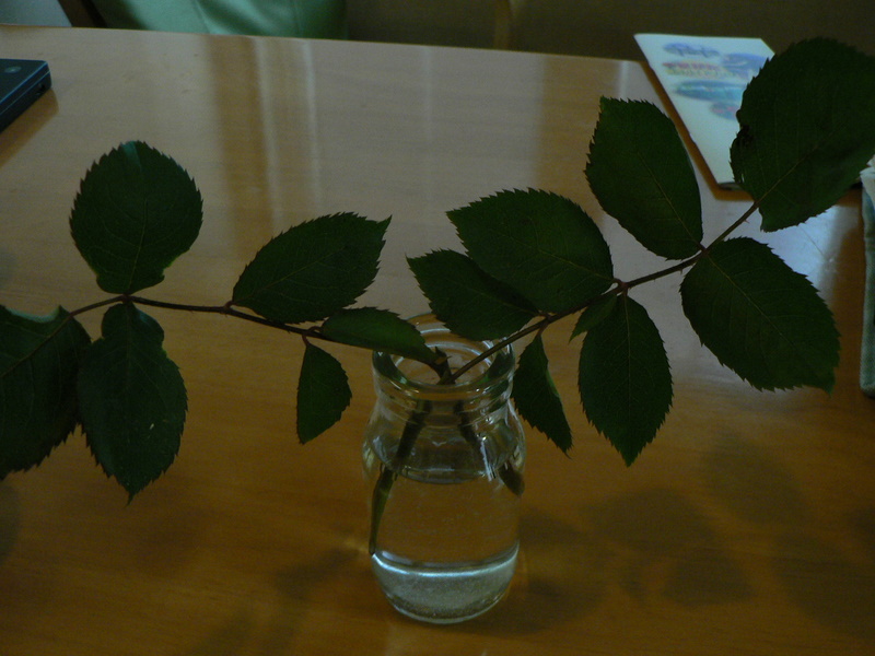 f0065568_21321816.jpg