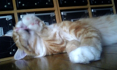 ＲＯＣＫＹの初シャンプー_e0104572_19573850.jpg