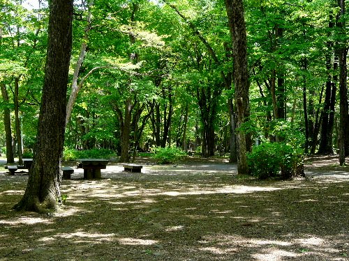 ５月の円山　　エゾリス（子リス）_d0084473_1928771.jpg