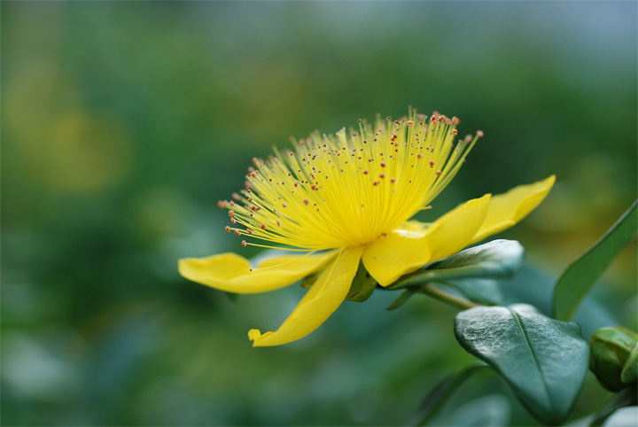 ≪花壇の花　Ⅰ≫_f0108478_1712329.jpg