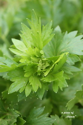 セロリの花束 A Piece Of Dream 植物とdiyと セロリの花束 A Piece Of Dream 植物とdiyと