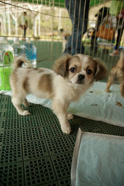 チベタンスパニエルオフ 170 子犬サークル_c0109780_19303722.jpg