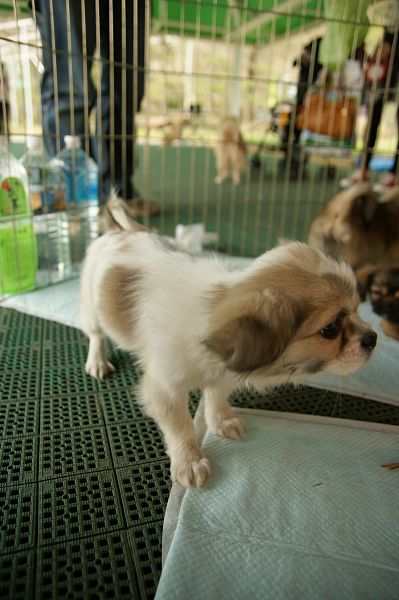 チベタンスパニエルオフ 170 子犬サークル_c0109780_19305746.jpg