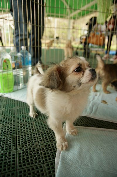 チベタンスパニエルオフ 170 子犬サークル_c0109780_19311419.jpg