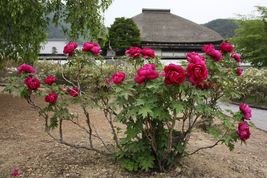 09.05.16：花曇りの前山寺（上田市）で藤とか牡丹とか４－完_c0007190_2041152.jpg