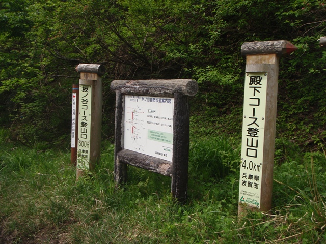 恒例の氷ノ山スズコ（根曲がり竹）採り20090527_c0147398_1114986.jpg