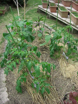 c0125501_6585630.jpg