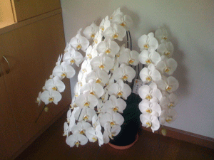a0055913_894855.gif