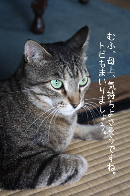 空気が読めない猫_e0156015_739080.jpg