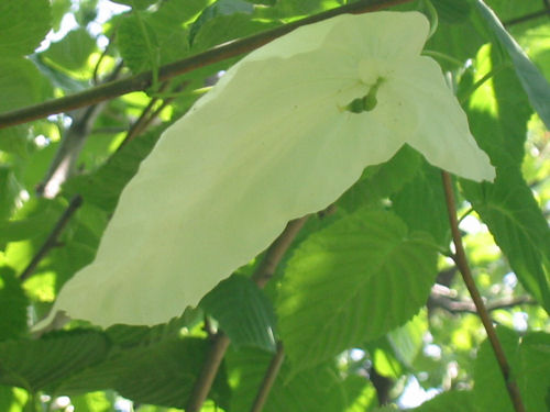 10年経ってハンカチの木が花を咲かせました。_f0151515_1705234.jpg