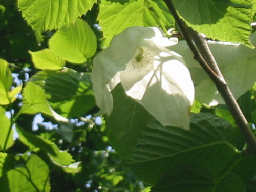 10年経ってハンカチの木が花を咲かせました。_f0151515_1711100.jpg