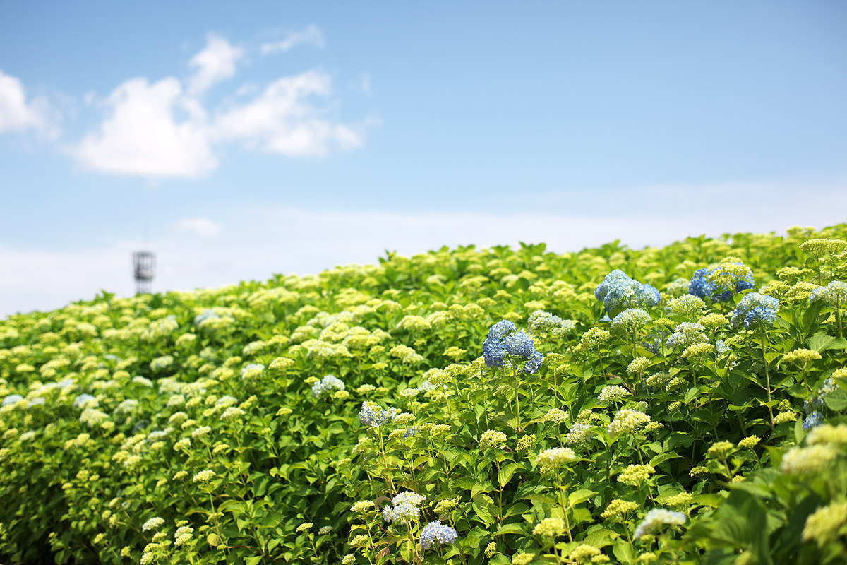 なばなの里その2（三重県桑名市） _c0115616_4225059.jpg