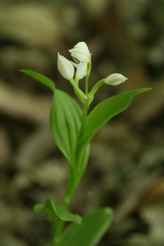 里山の雑木林はランの季節_a0040021_038774.jpg