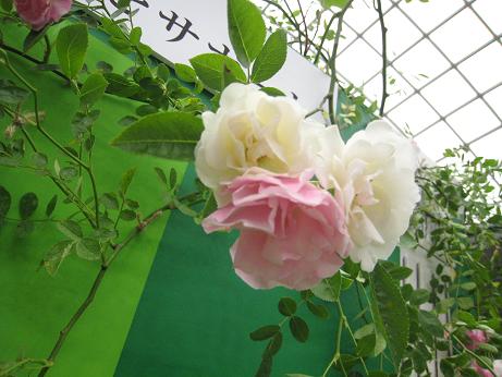 枝変わりの薔薇_f0166824_22191937.jpg