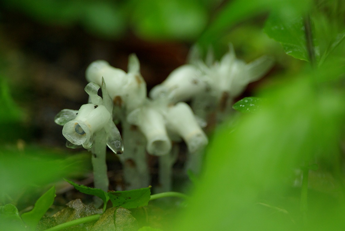 雨煙る森_f0148627_22215329.jpg