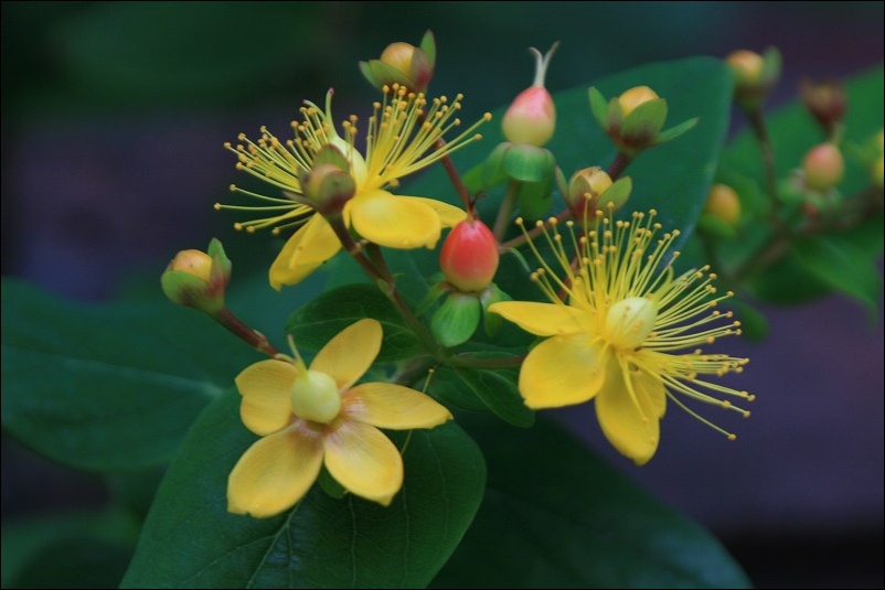 散歩道の花_e0052135_2312632.jpg