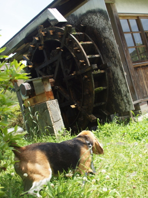 c0119142_8164211.jpg