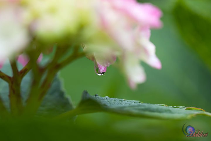 雨の週末_b0156446_2013781.jpg