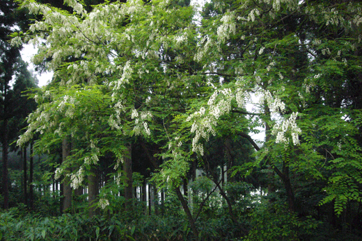 c0093046_17262413.gif