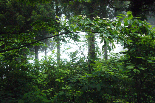 c0093046_17264556.gif