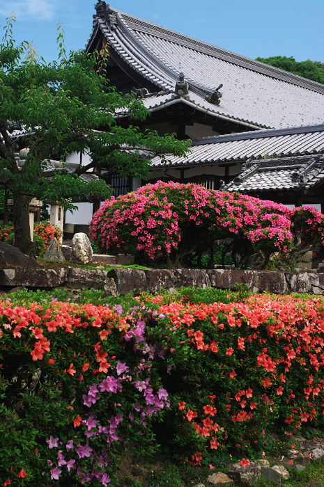 サツキ咲く(宇治・興聖寺)_f0155048_23493949.jpg
