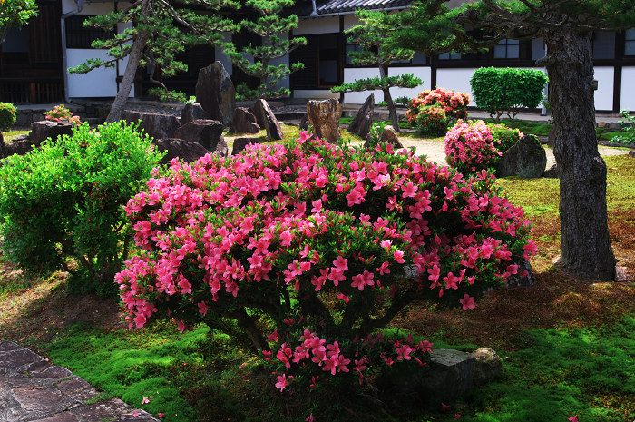 サツキ咲く(宇治・興聖寺)_f0155048_23535098.jpg