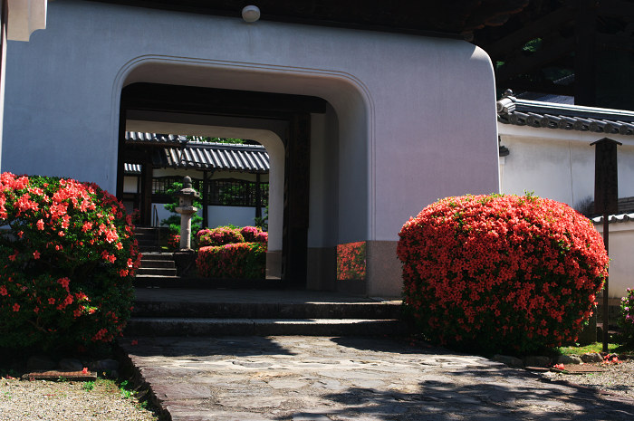 サツキ咲く(宇治・興聖寺)_f0155048_23541852.jpg