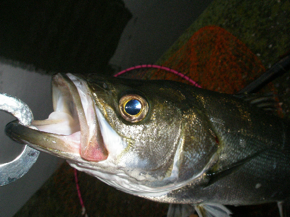 f0150151_40532.jpg