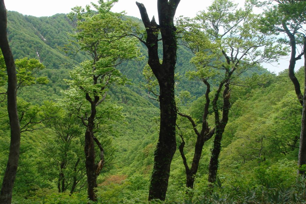 vegie - 青森県深浦町 十二湖 … の上、崩山の道中のベジ_f0137955_18485666.jpg