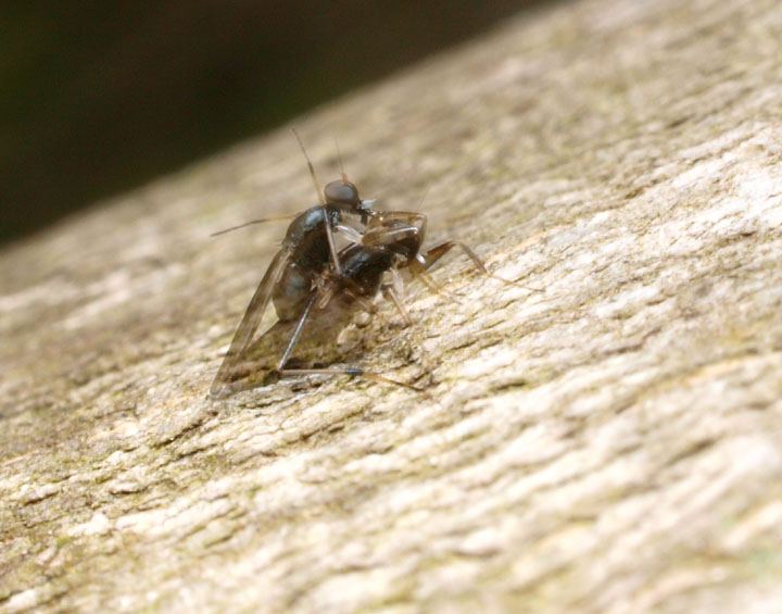 クロテンカマアシハシリバエ　Tachypeza fennica Tuomikoski 　の交尾失敗の図_e0039759_13413956.jpg