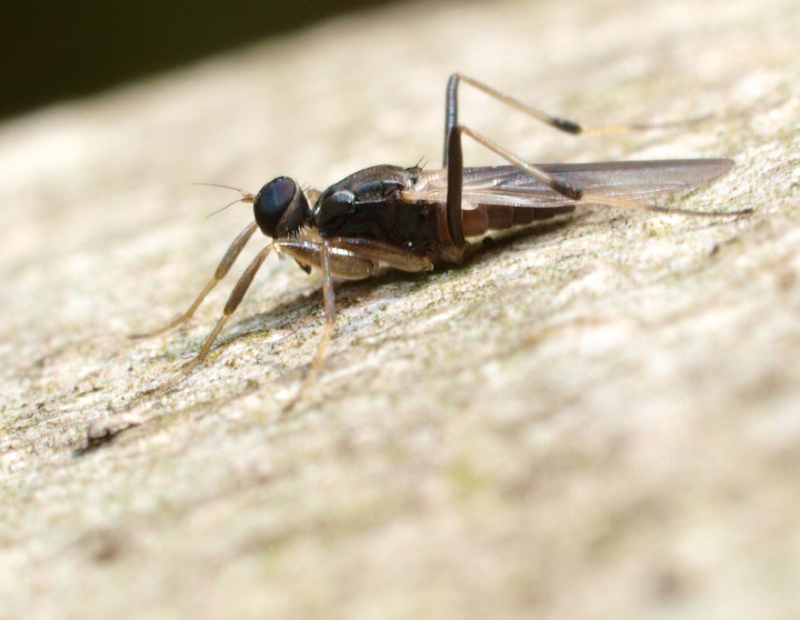 クロテンカマアシハシリバエ　Tachypeza fennica Tuomikoski 　の交尾失敗の図_e0039759_1343547.jpg