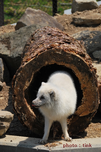 旭山動物園～ホッキョクギツネ舎オープン～_a0105160_23401533.jpg