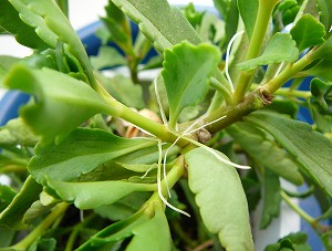 カランコエ ウェンディの茎から発根 ほぼ鉢植えガーデン カランコエ ウェンディの茎から発根 ほぼ鉢植えガーデン