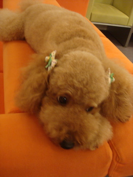 2009.5.29 シャンプー後_a0083571_0155361.jpg