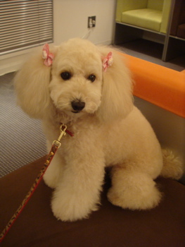 2009.5.29 シャンプー後_a0083571_019479.jpg