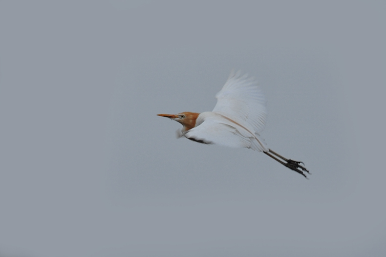 アマサギ_f0053272_11164113.jpg