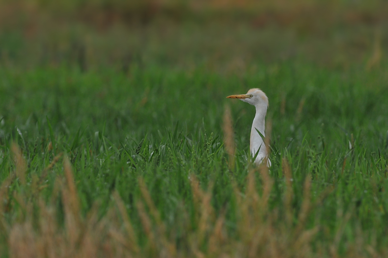 アマサギ_f0053272_1116599.jpg