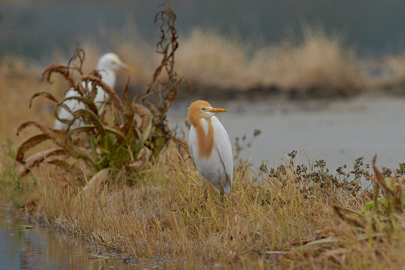 アマサギ_f0053272_1211448.jpg