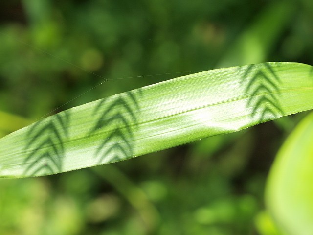 b0135573_1943026.jpg