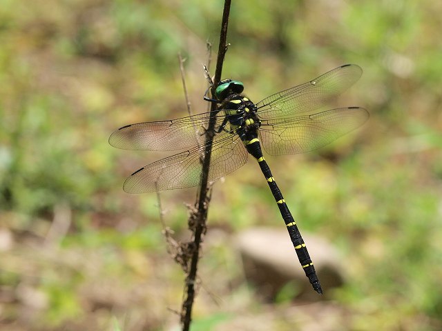 b0135573_19462994.jpg
