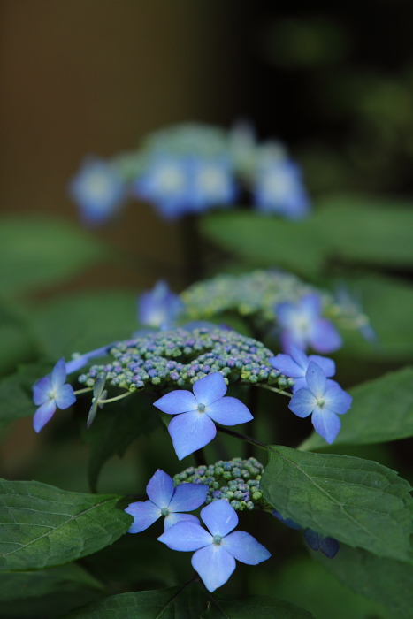 ・・・紫陽花・・・水戸　「八幡宮」　＜２＞ 今朝の模様です_e0143883_17354883.jpg