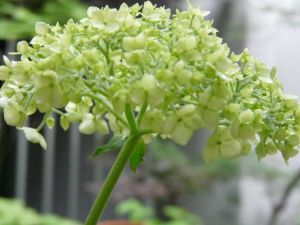 2009年5月30日 今日も小トリップ_b0098584_1814214.jpg