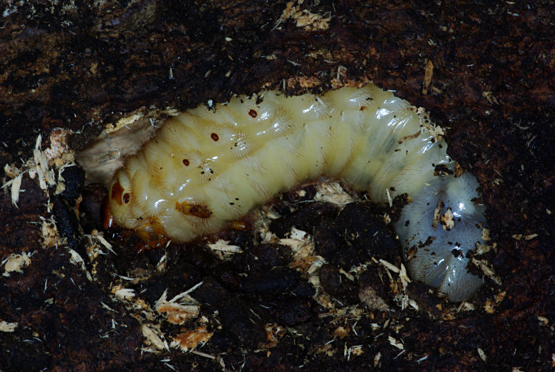 カブトムシ（西公園 2009/05/30撮影）_f0204094_1948215.jpg