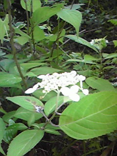 c0161301_233174.jpg
