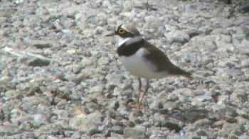 c0059002_18334999.jpg