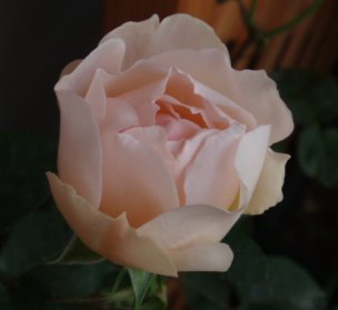 c0147909_2241389.jpg