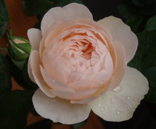 c0147909_22423499.jpg