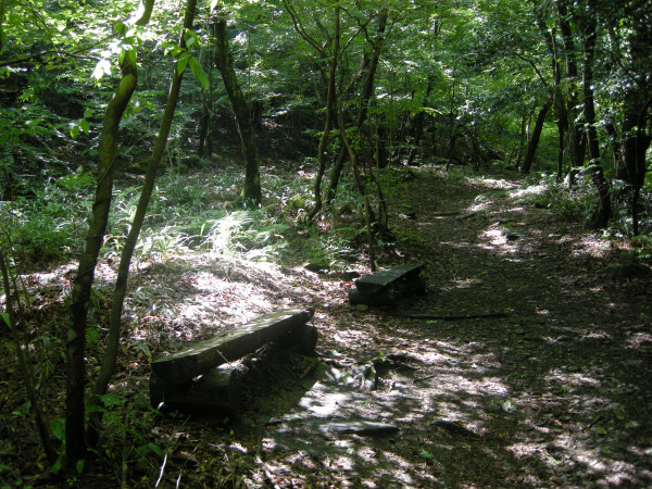 井原山 　　水無より山頂へ　2009.05.31　№137 _f0196109_16583877.jpg